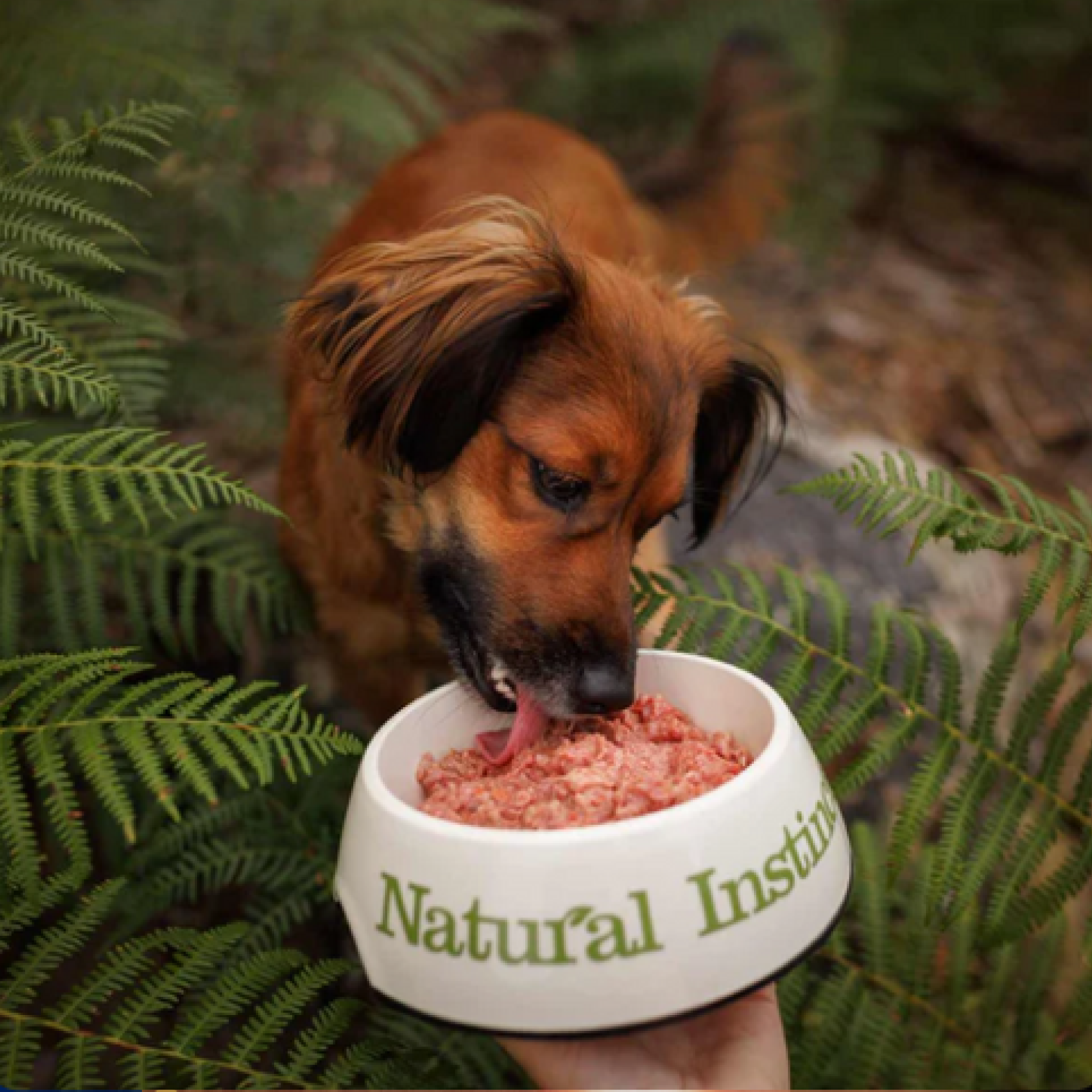 A natural pet food brand with big ambitions